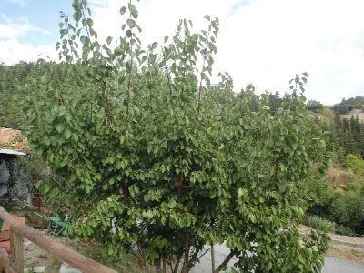 Appartamento in vendita a Arcevia - foto 10