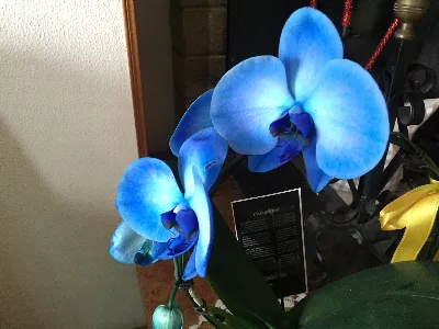 Appartamento in vendita a Cupramontana - foto 7