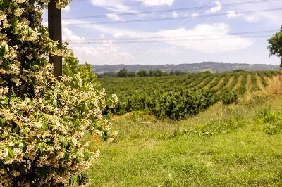 Appartamento in vendita a Nepi - foto 8