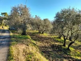 Appartamento in vendita a Montopoli in Val... - foto 8