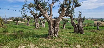 Villa in vendita a Recanati - foto 10