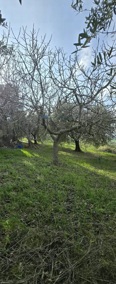 Rustico/Casale in vendita a Offida - foto 7