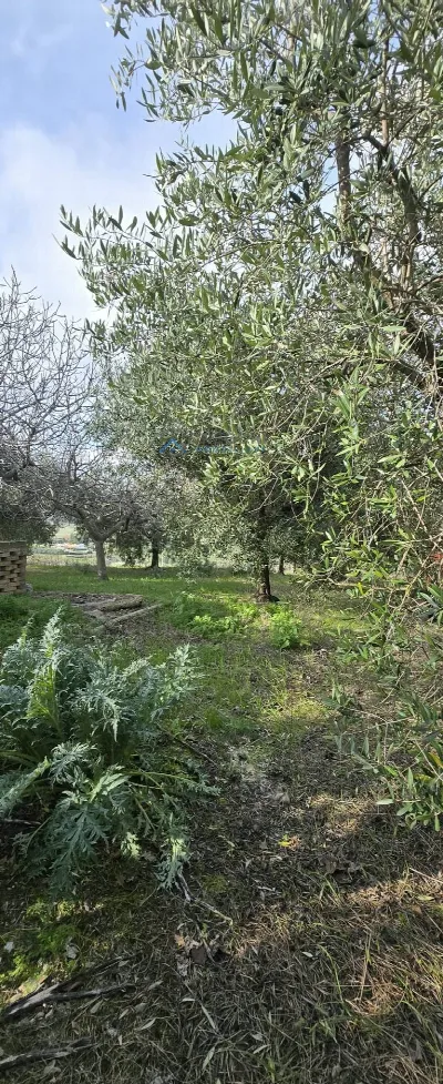 Rustico/Casale in vendita a Offida - foto 8