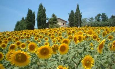 Rustico/Casale in vendita a Offida - foto 10