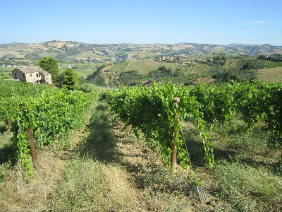 Rustico/Casale in vendita a Offida - foto 5
