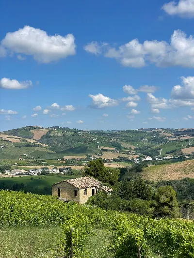 Rustico/Casale in vendita a Offida - foto 7
