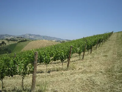 Rustico/Casale in vendita a Offida - foto 9