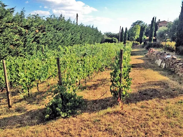 Rustico/Casale in vendita a Cortona - foto 3