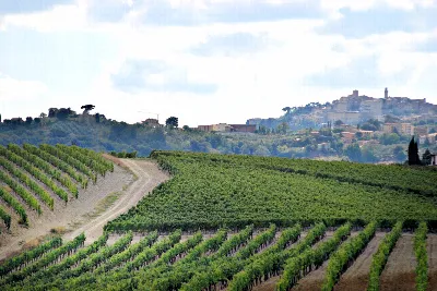 Rustico/Casale in vendita a Montepulciano - foto 2