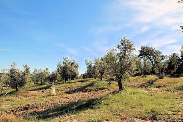 Rustico/Casale in vendita a Roccastrada - foto 5