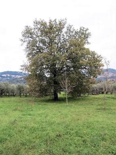 Rustico/Casale in vendita a Gavorrano - foto 10