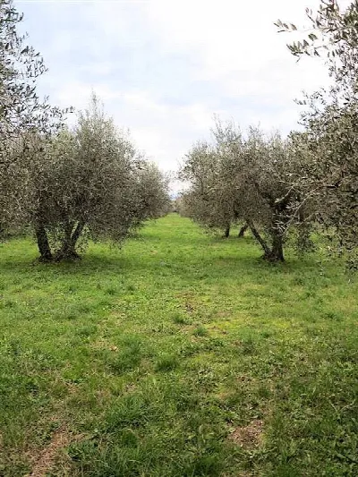 Rustico/Casale in vendita a Gavorrano - foto 6