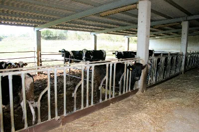Rustico/Casale in vendita a Magliano in To... - foto 3