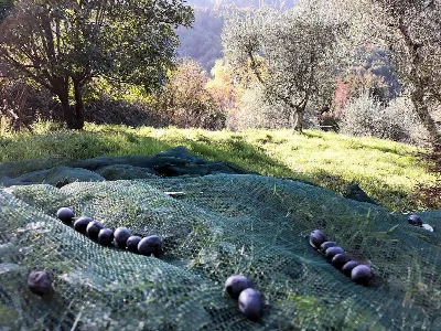Rustico/Casale in vendita a Pescia - foto 10