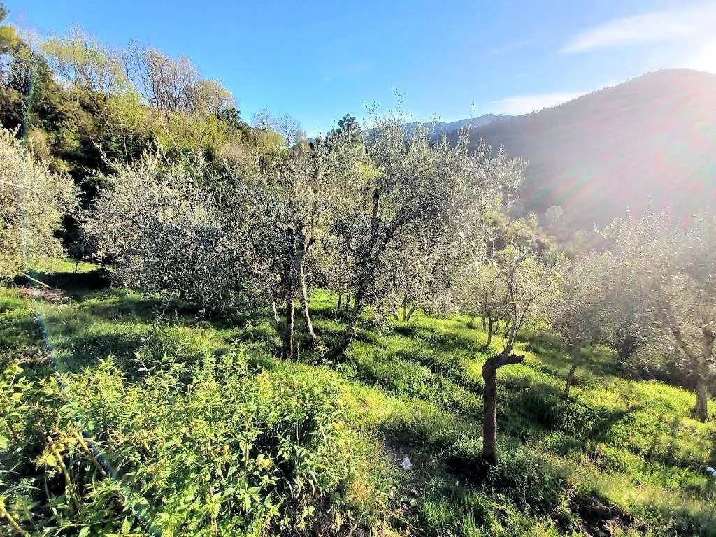 Rustico/Casale in vendita a Pescia - foto 4