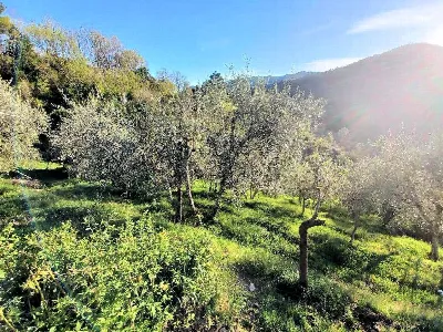 Rustico/Casale in vendita a Pescia - foto 4