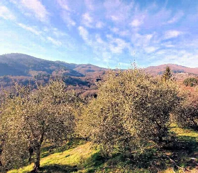 Rustico/Casale in vendita a Pescia - foto 6