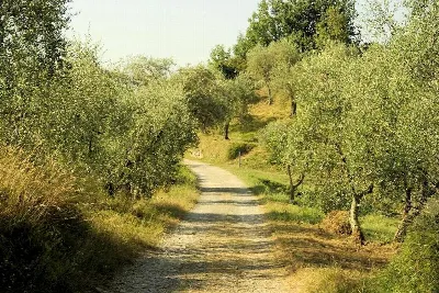 Rustico/Casale in vendita a Pescia - foto 8