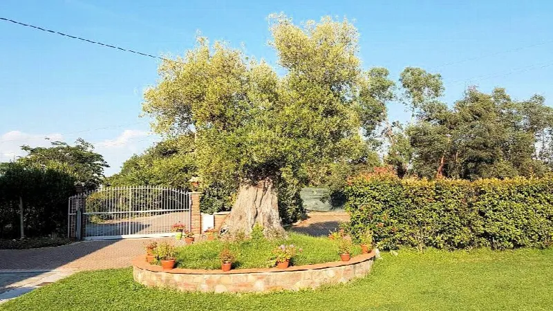 Rustico/Casale in vendita a Altopascio - foto 9