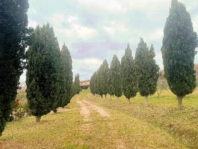 Rustico/Casale in vendita a Castelnuovo di... - foto 3