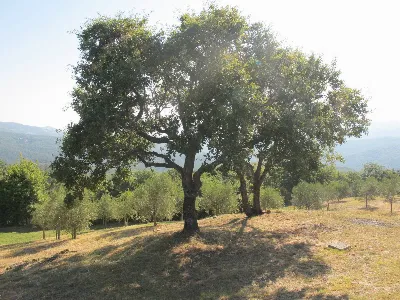 Rustico/Casale in vendita a Castelnuovo di... - foto 10
