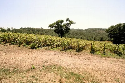 Rustico/Casale in vendita a Scansano - foto 2