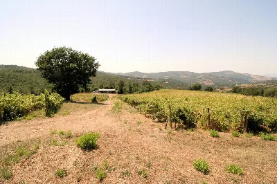 Rustico/Casale in vendita a Scansano - foto 4