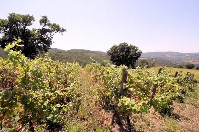 Rustico/Casale in vendita a Scansano - foto 9
