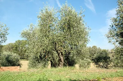 Rustico/Casale in vendita a Grosseto, Gros... - foto 10