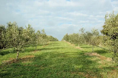 Rustico/Casale in vendita a Grosseto, Gros... - foto 3