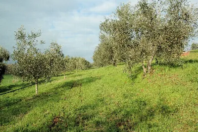 Rustico/Casale in vendita a Grosseto, Gros... - foto 6