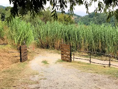 Rustico/Casale in vendita a Massa e Cozzil... - foto 7