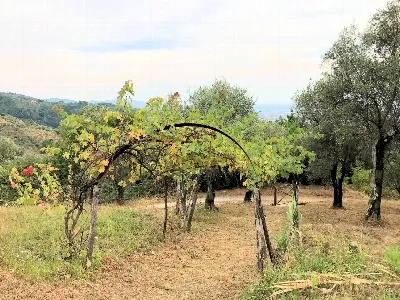Rustico/Casale in vendita a Massa e Cozzil... - foto 8