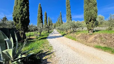 Rustico/Casale in vendita a Monterotondo M... - foto 6