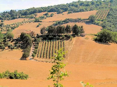 Rustico/Casale in vendita a Magliano in To... - foto 3