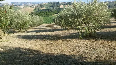 Rustico/Casale in vendita a Campli - foto 4