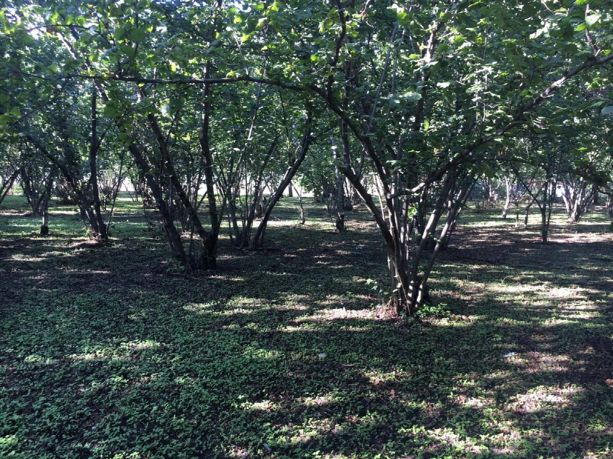 Rustico/Casale in vendita a Ottaviano - foto 2
