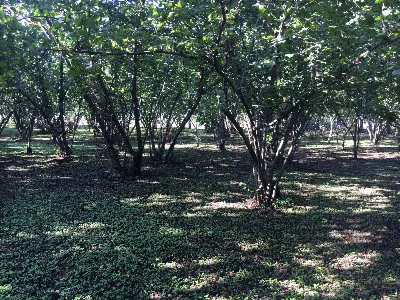 Rustico/Casale in vendita a Ottaviano - foto 2