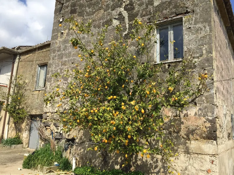 Rustico/Casale in vendita a Telese Terme - foto 1