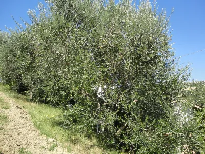 Rustico/Casale in vendita a Cupramontana - foto 7