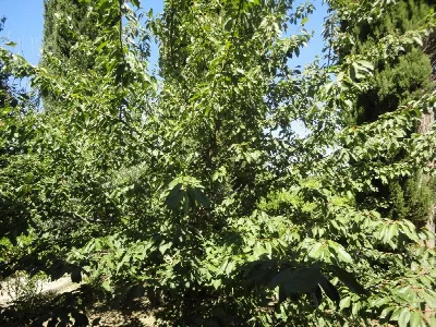 Villa in vendita a Montecarotto - foto 3