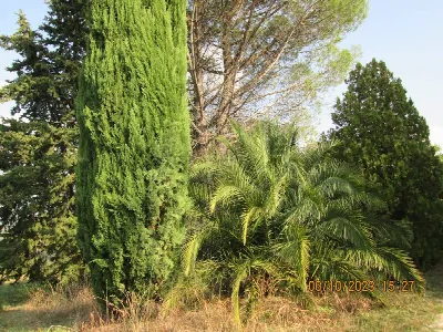 Villa in vendita a Cupramontana - foto 4