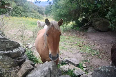 Rustico/Casale in vendita a Sant'Antonio d... - foto 3