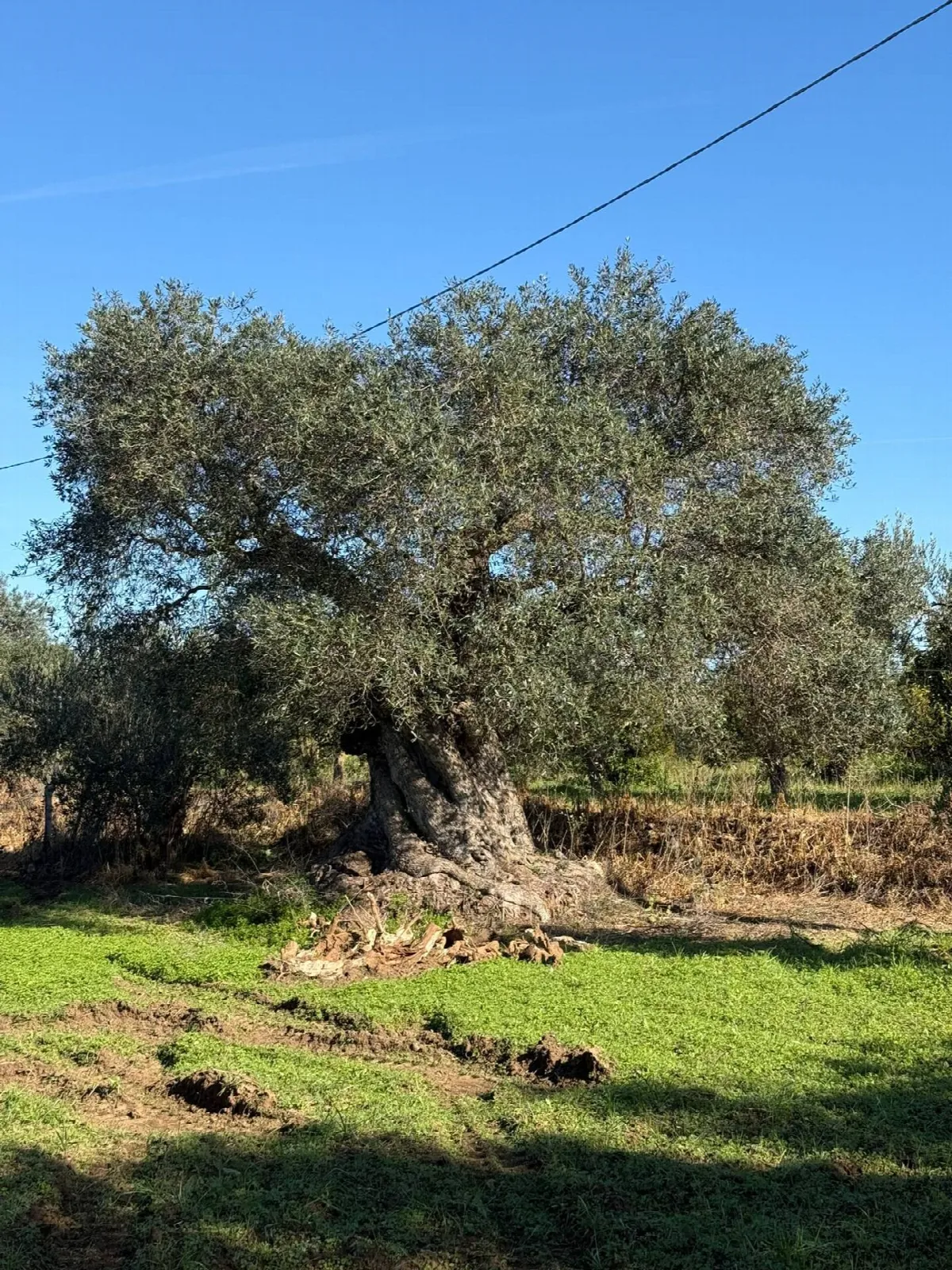 Villa in vendita a Massafra - foto 5