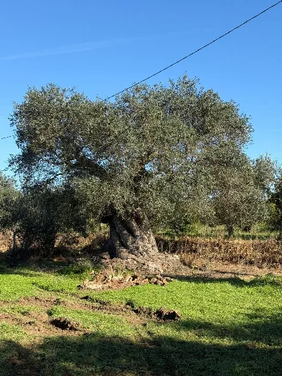 Villa in vendita a Massafra - foto 5