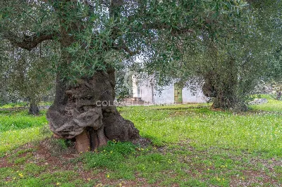 Rustico/Casale in vendita a Ostuni - foto 10