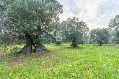 Rustico/Casale in vendita a Ostuni - foto 9