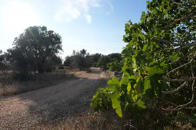 Rustico/Casale in vendita a Torricella - foto 6