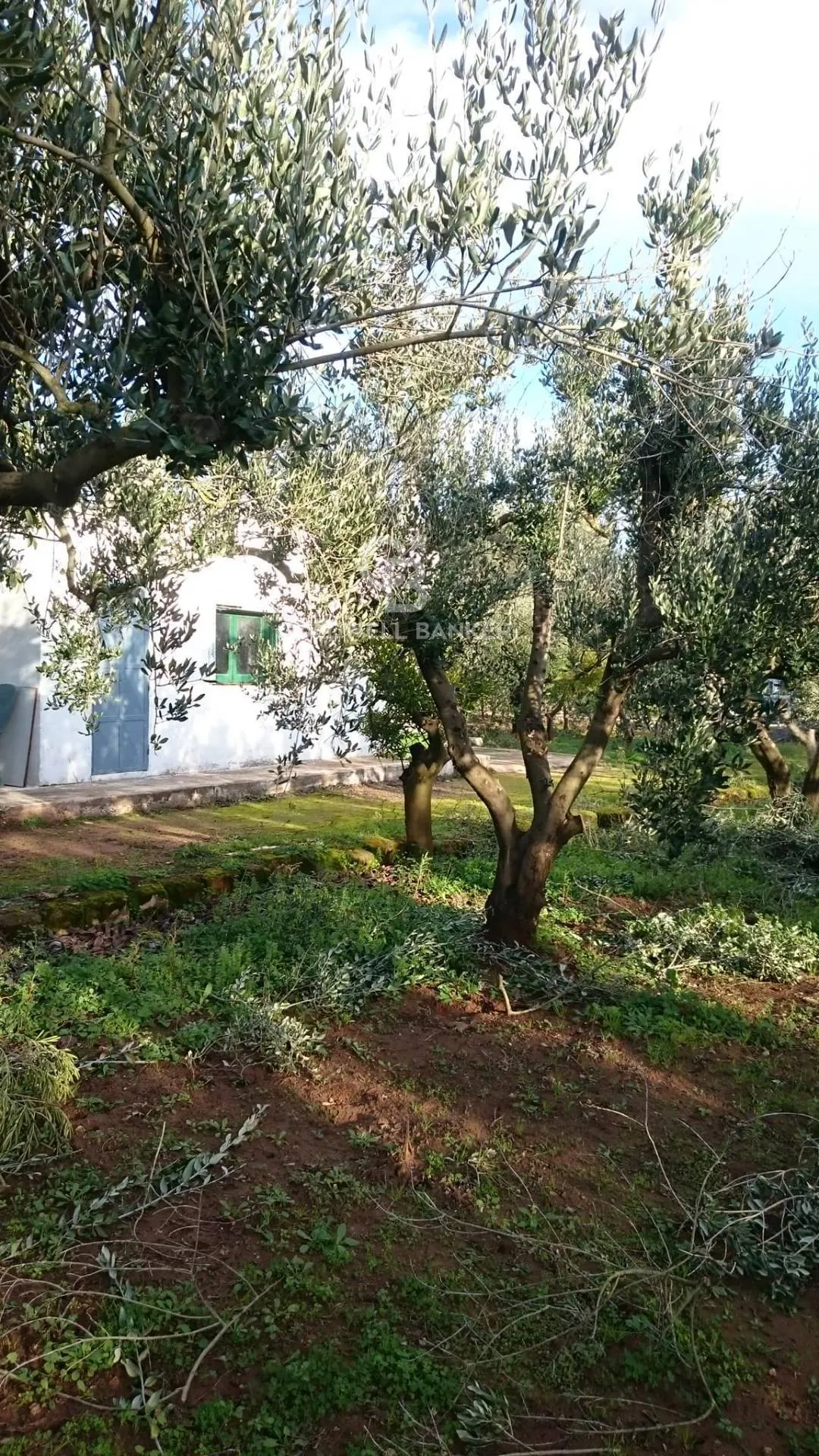 Rustico/Casale in vendita a Mesagne - foto 4