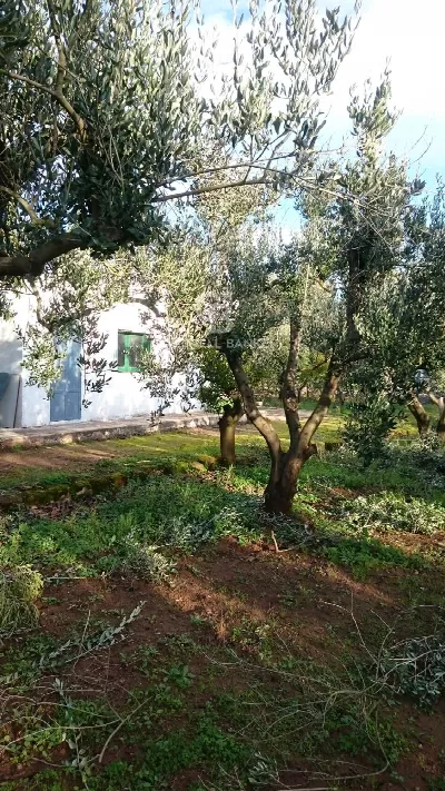 Rustico/Casale in vendita a Mesagne - foto 4